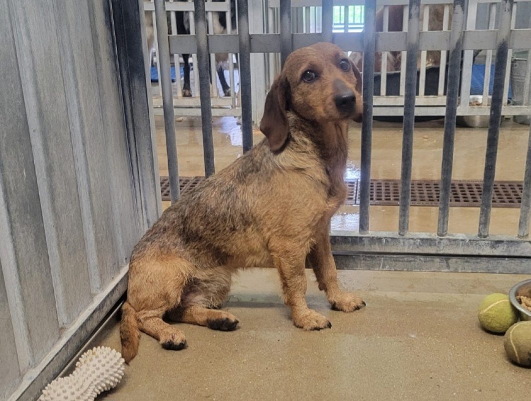Fauvette - Chien à adopter