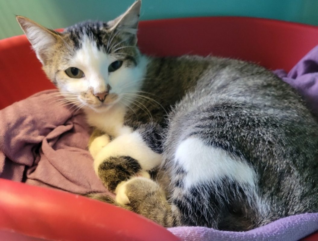 Tubette - Chat Européen à adopter