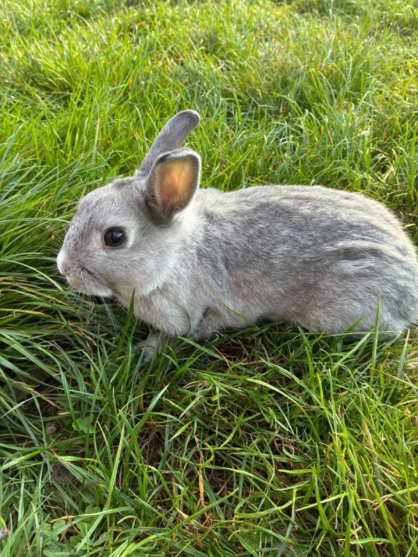 BUNNY - Rongeur Lapin à adopter