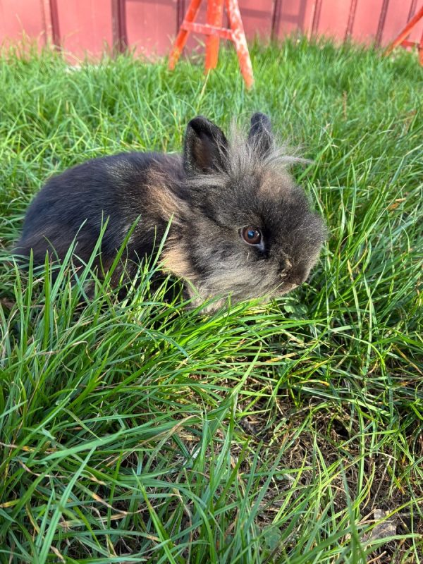 CARBONE - Rongeur Lapin à adopter - photo 2