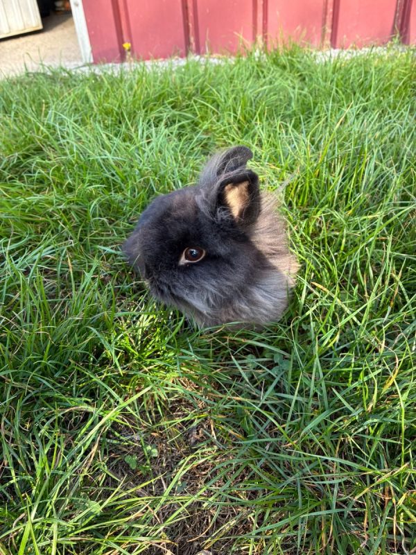CARBONE - Rongeur Lapin à adopter