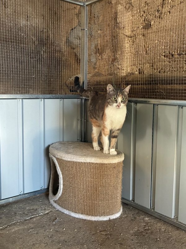 Lilo - Chat Européen à adopter