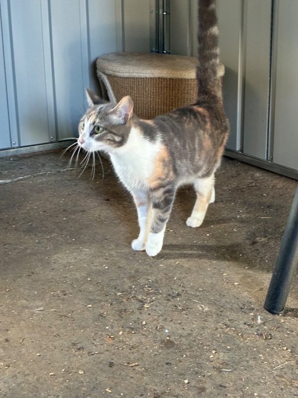 Lilo - Chat Européen à adopter - photo 2