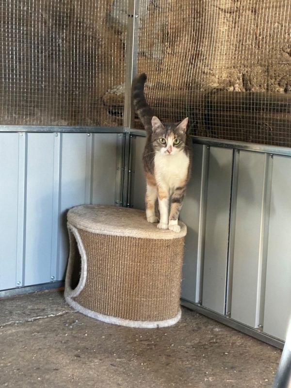 Lilo - Chat Européen à adopter - photo 3