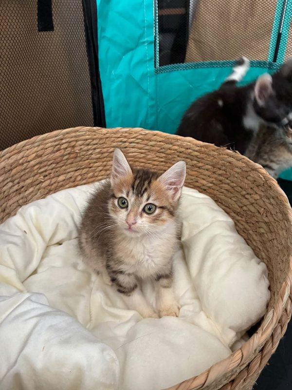 Bijou - Chat Européen à adopter