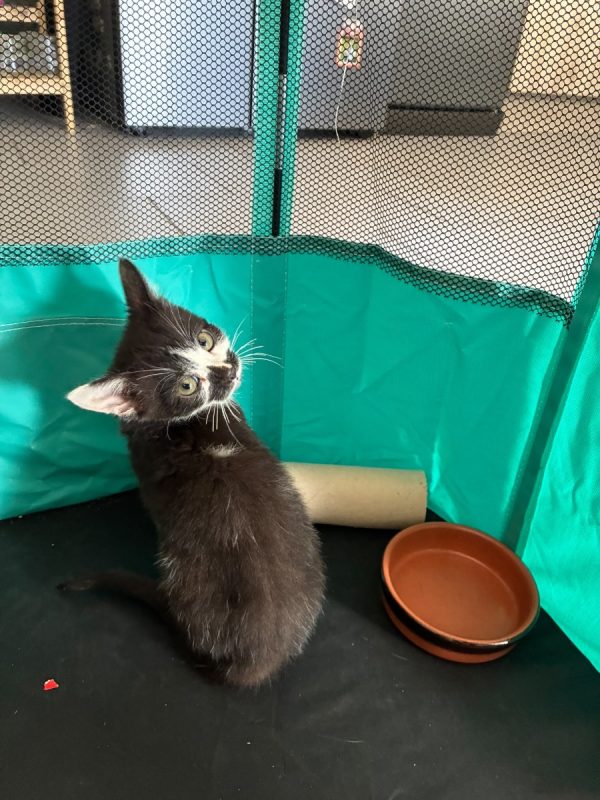Buzz - Chat Chat Sauvage d'Europe à adopter
