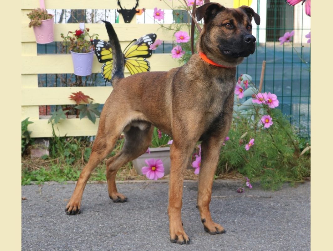 Akil - Chien à adopter