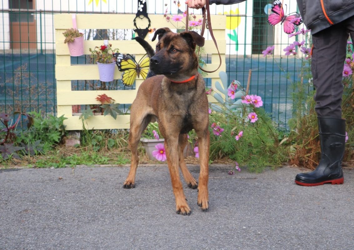 Akil - Chien à adopter - photo 2