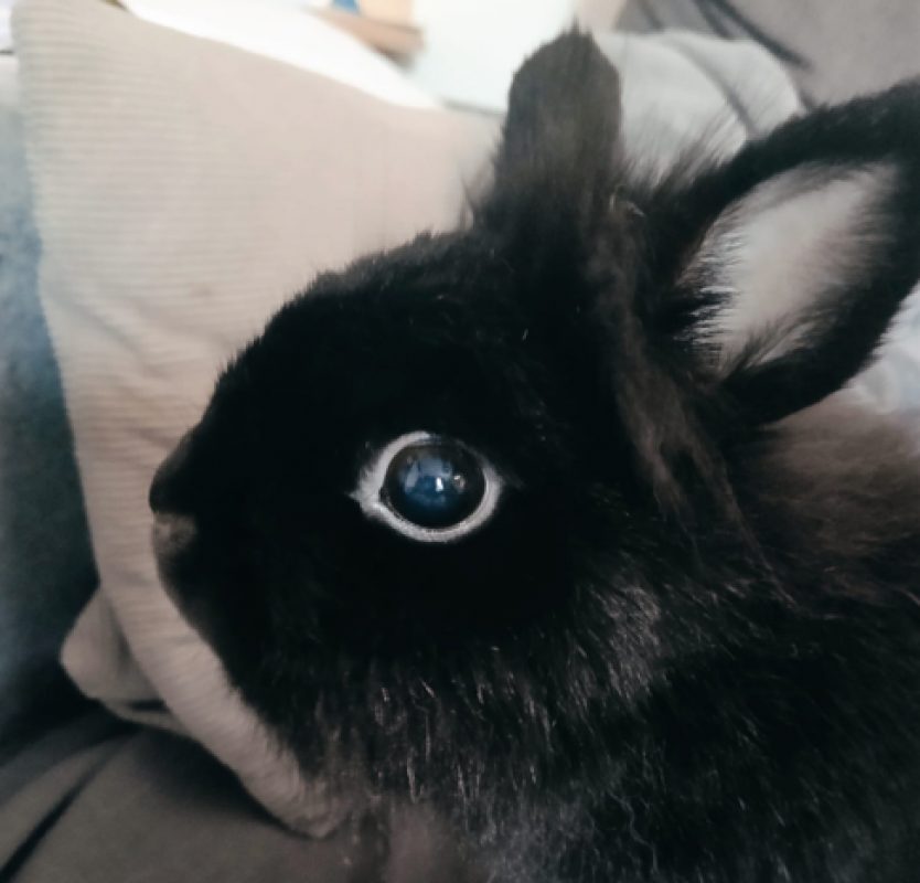 Geena - Rongeur Lapin à adopter - photo 5