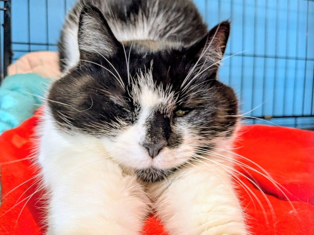 Eureka - Chat Européen à adopter