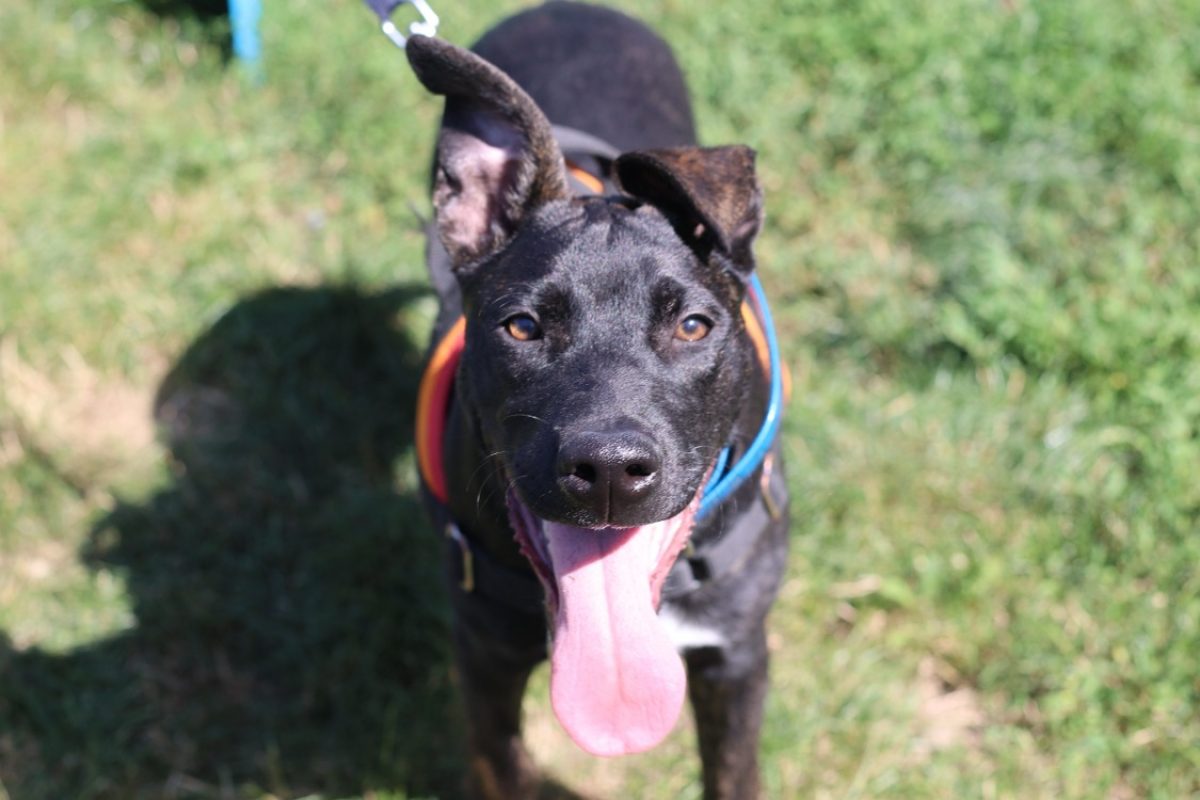 Raven - Chien à adopter