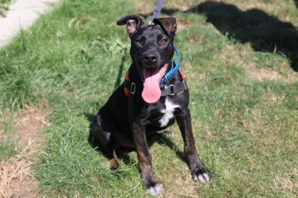 Raven - Chien à adopter - photo 2