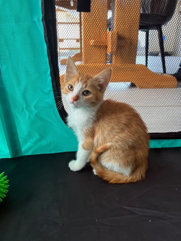Buck - Chat Européen à adopter - photo 2