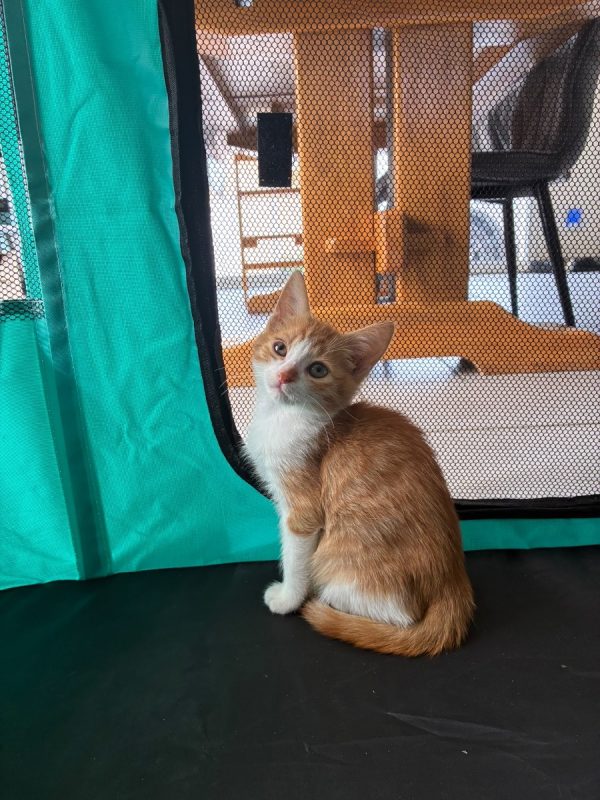 Buck - Chat Européen à adopter