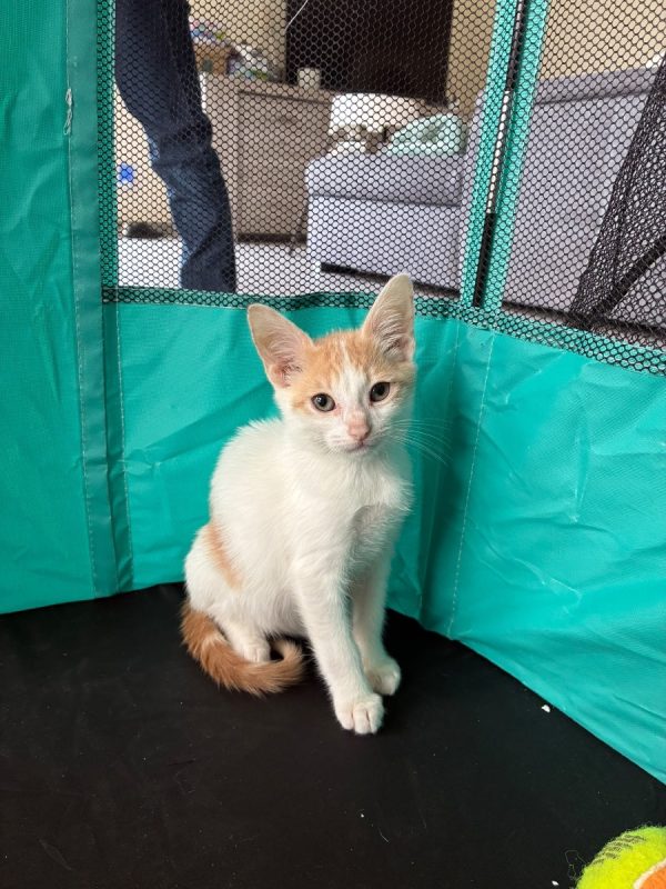 Bambou - Chat Européen à adopter