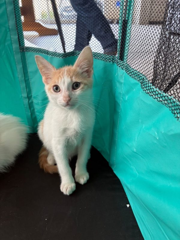 Bambou - Chat Européen à adopter - photo 2