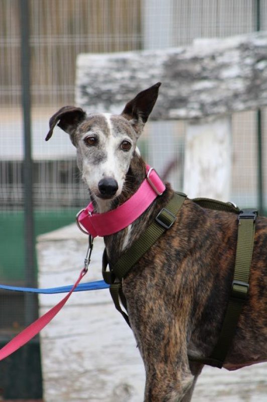Penelope - Chien Galgo à adopter - photo 3