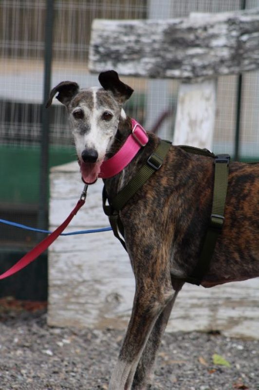 Penelope - Chien Galgo à adopter - photo 4