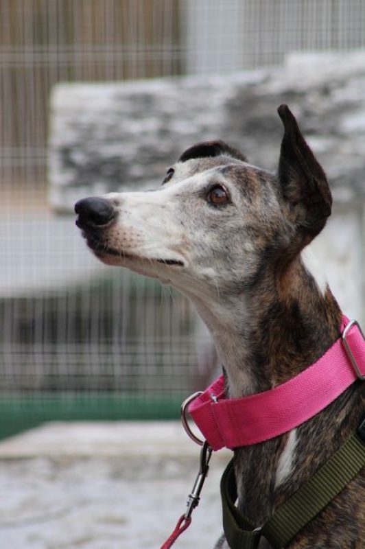 Penelope - Chien Galgo à adopter