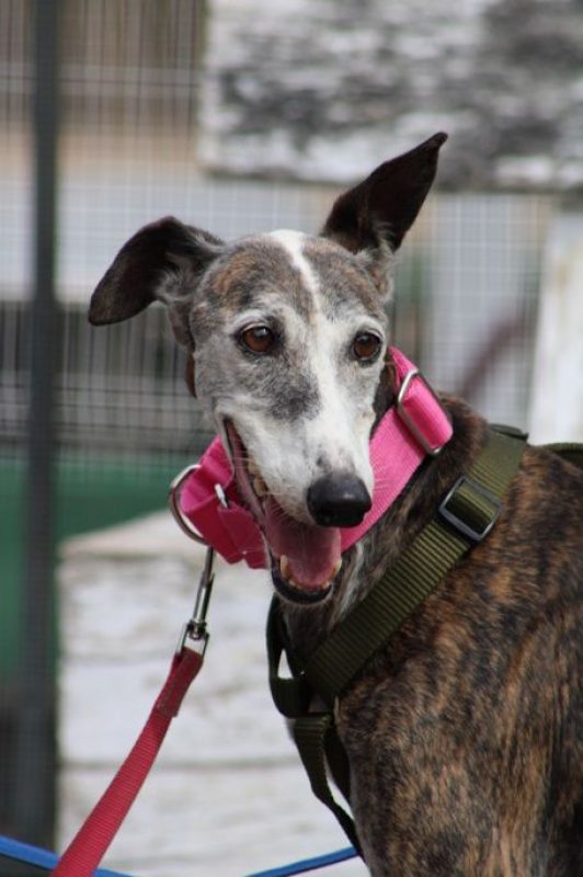 Penelope - Chien Galgo à adopter - photo 2
