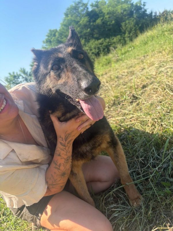 LIVV - Chien à adopter - photo 5