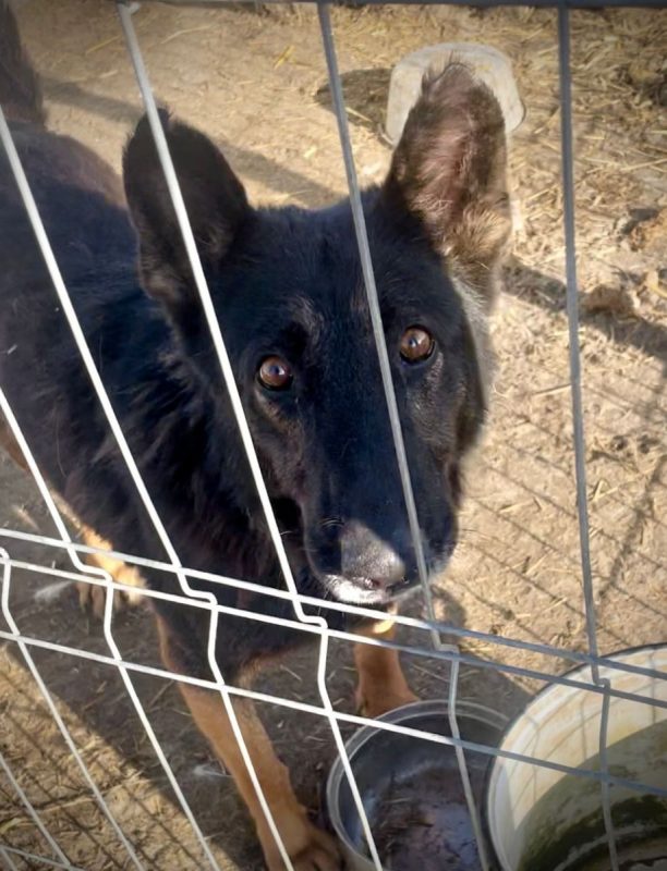 LIVV - Chien à adopter