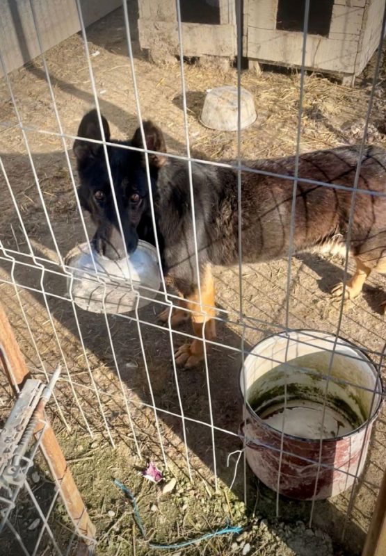 LIVV - Chien à adopter - photo 4
