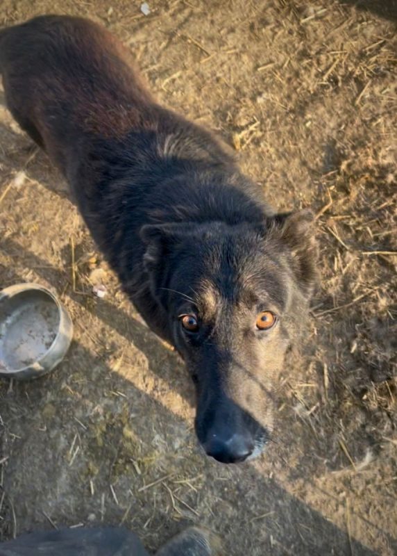 LIVV - Chien à adopter - photo 3
