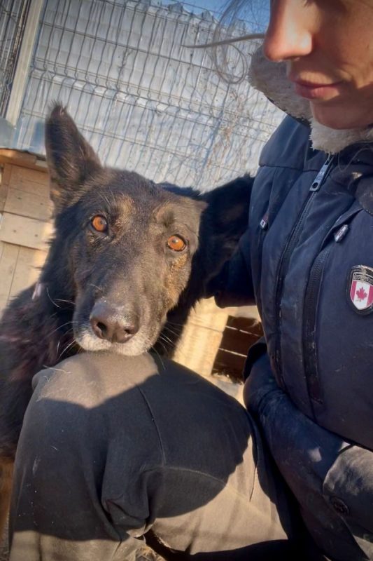 LIVV - Chien à adopter - photo 2