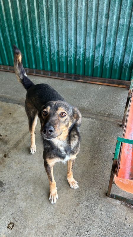 MAMICA - Chien à adopter