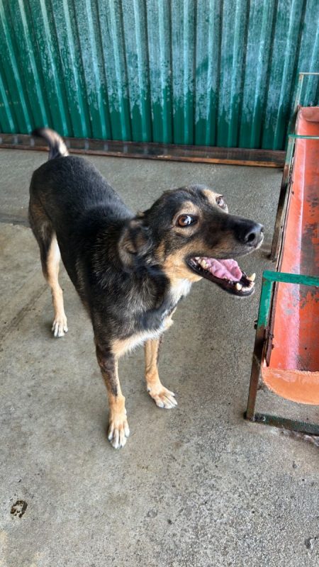 MAMICA - Chien à adopter - photo 2