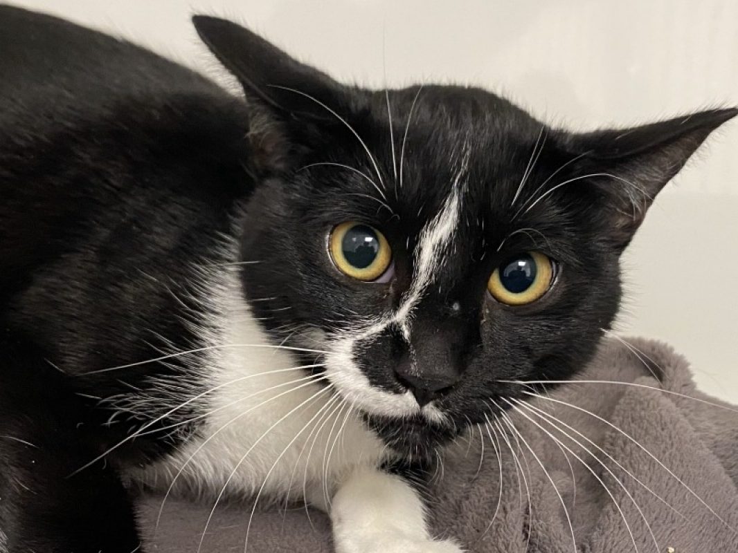 Berlioz - Chat Européen à adopter
