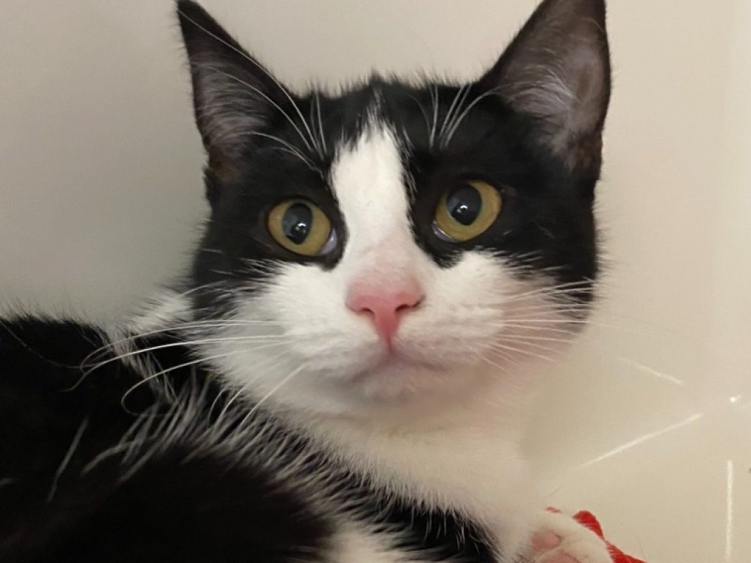 Michka - Chat Européen à adopter