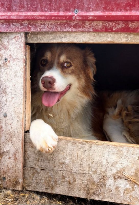 ECHO - Chien à adopter