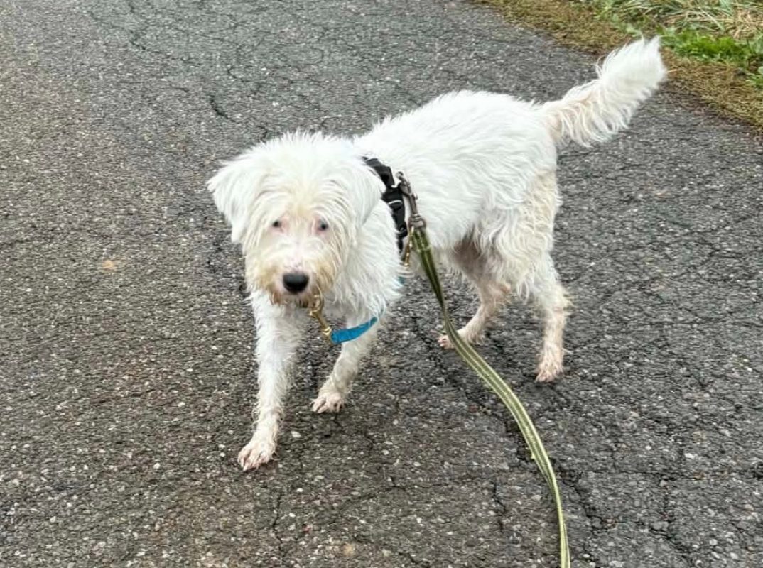 Kalie - Chien Bichon à poil frisé à adopter