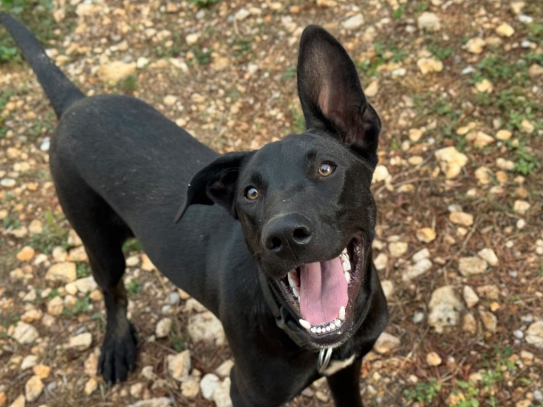 Touky - Chien à adopter - photo 2
