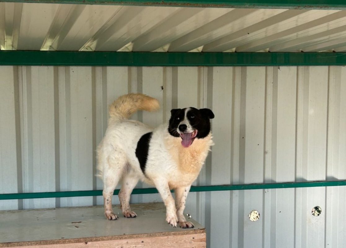 DIDI - Chien à adopter - photo 2