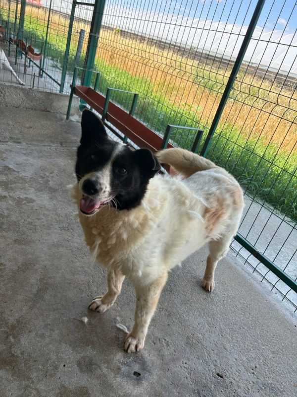 DIDI - Chien à adopter - photo 3