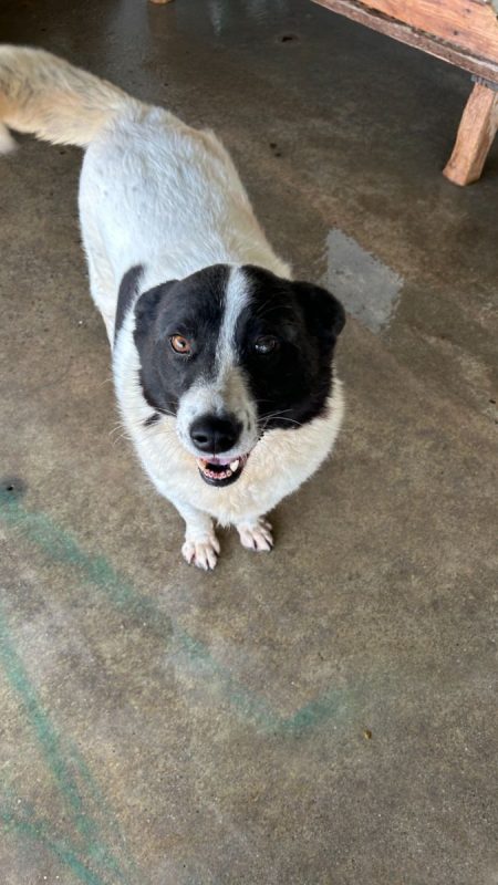 DIDI - Chien à adopter
