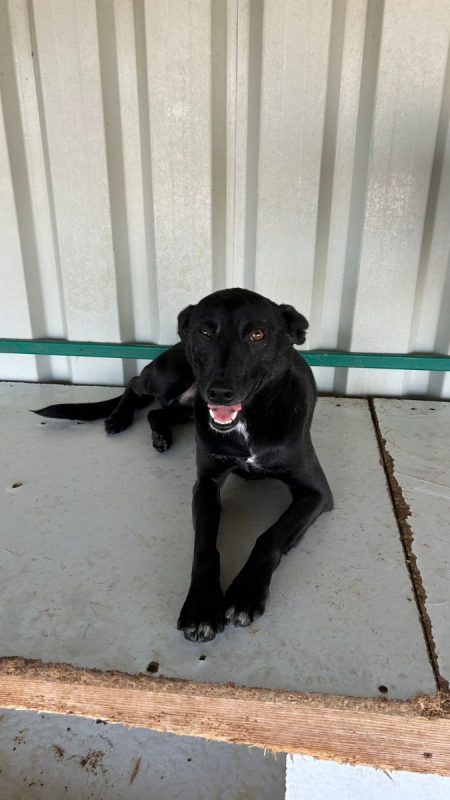 NEGRUT - Chien à adopter - photo 3