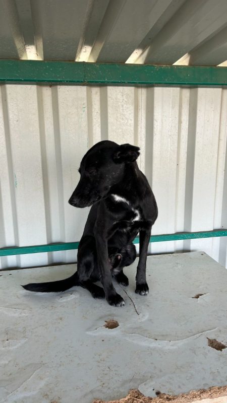 NEGRUT - Chien à adopter