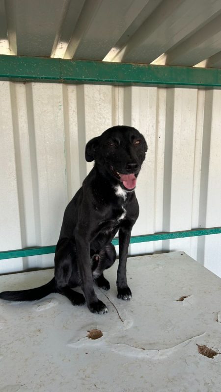 NEGRUT - Chien à adopter - photo 2