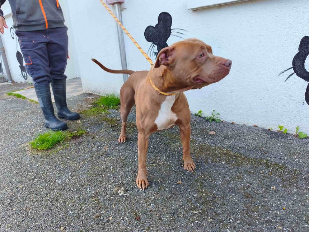 Lira - Chien Bouledogue Américain à adopter