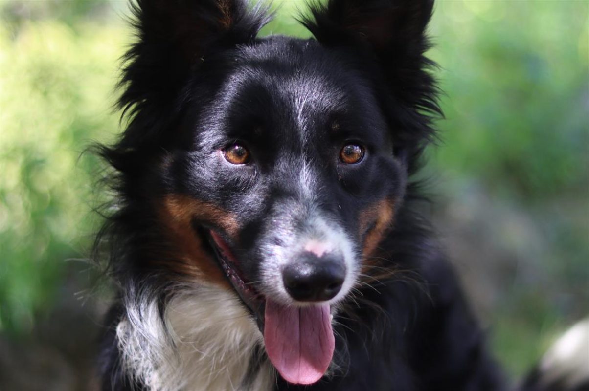 Kiko - Chien Border Collie à adopter