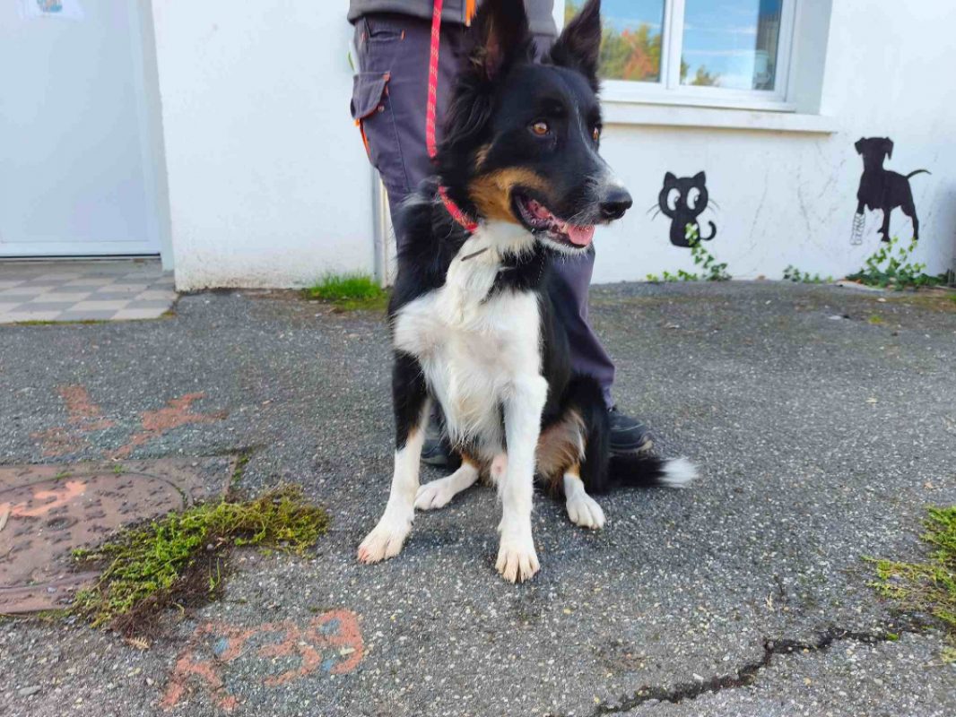 Kiko - Chien Border Collie à adopter - photo 2