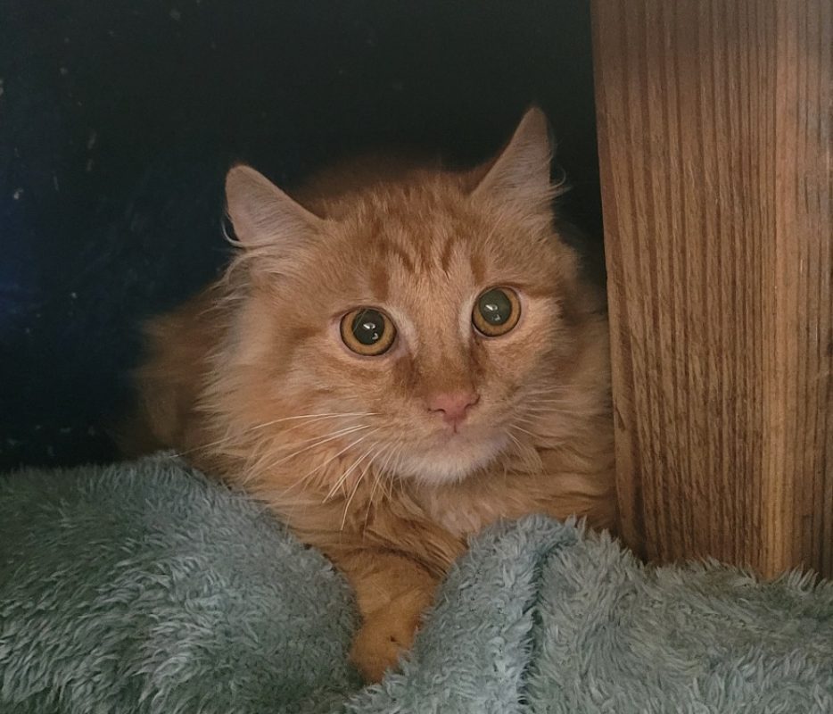Nemo - Chat Européen à adopter