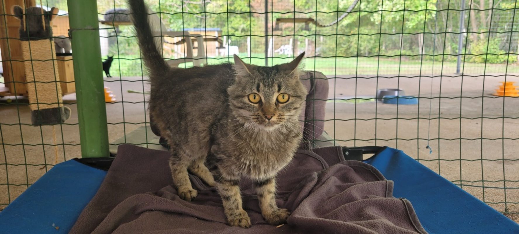 Anastasia - Chat Européen à adopter