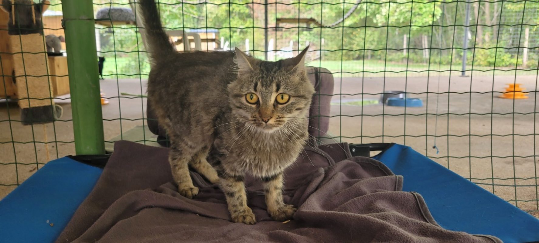 Anastasia - Chat Européen à adopter - photo 2