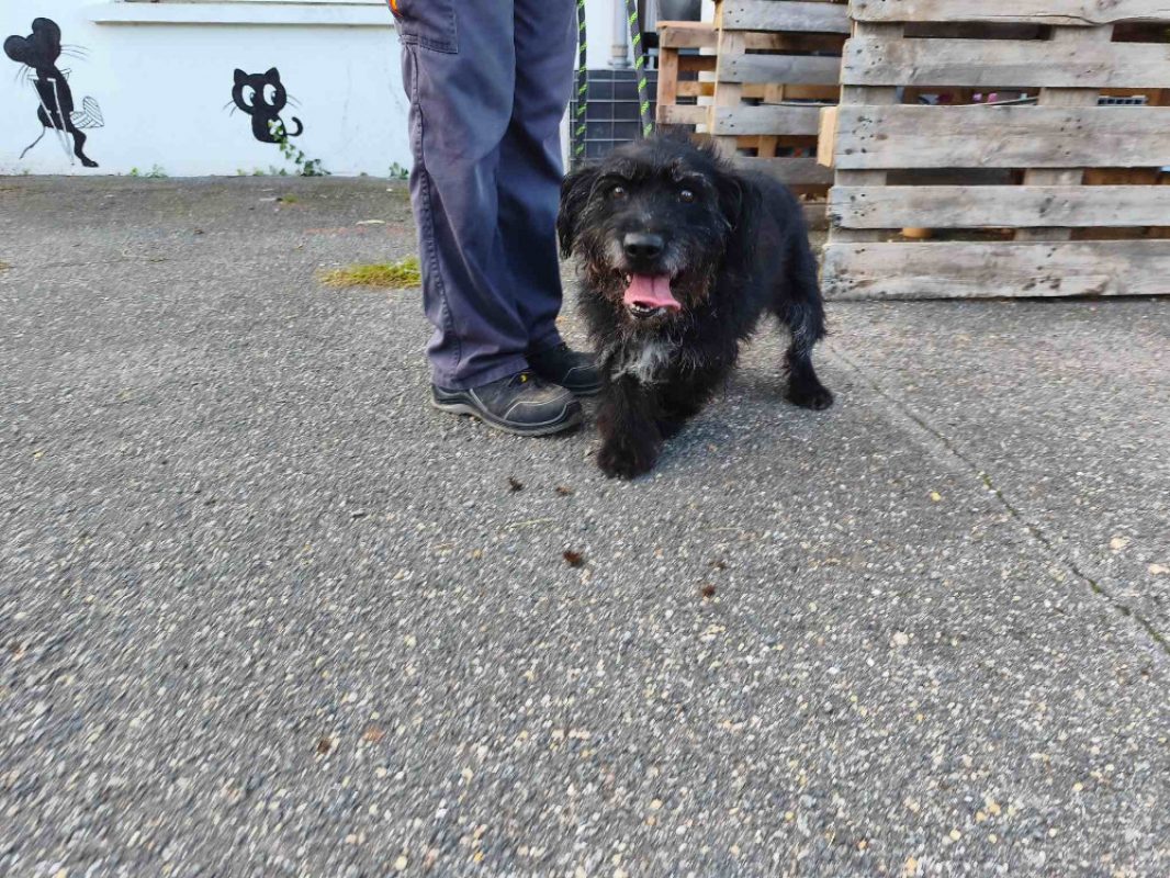 Taffy - Chien Briquet Griffon Vendéen à adopter
