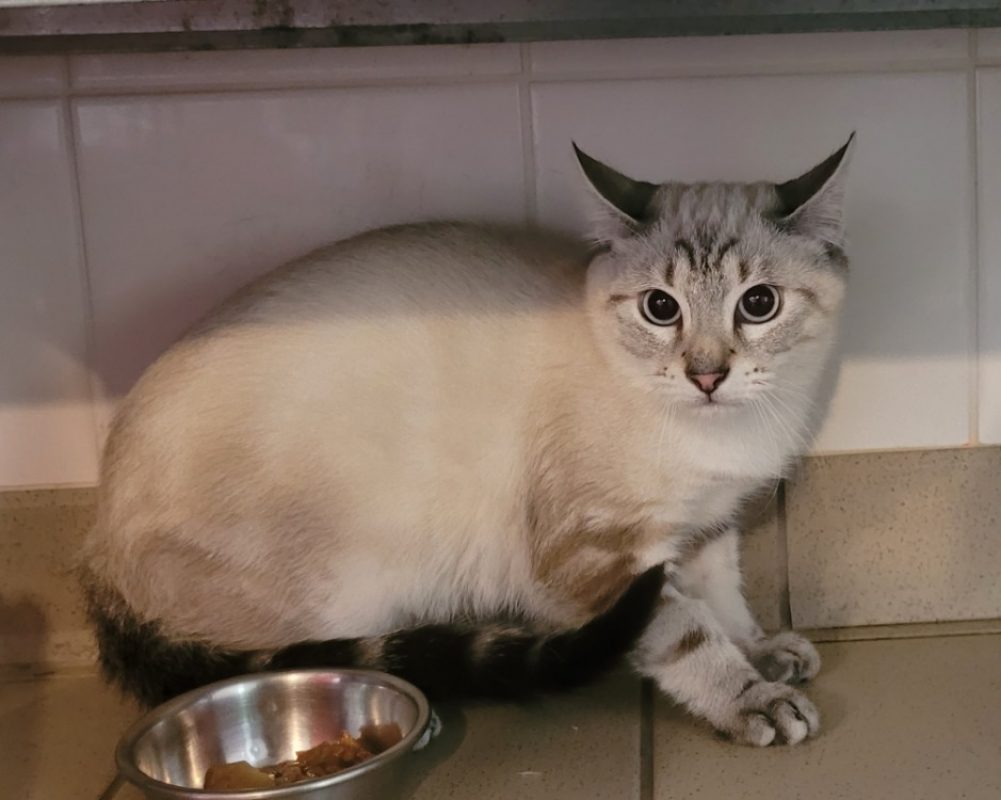 Siam - Chat Siamois à adopter